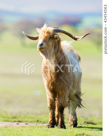 Brown and white billy goat with long fur and horns Brown and white billy goat with long fur and horns 43454563