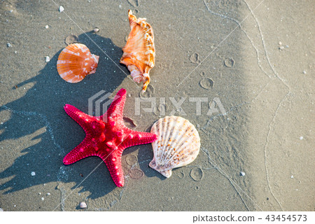 colorful shells on the beach 43454573