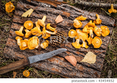 Yellow chanterelle mushrooms on rustic wooden background 43454932