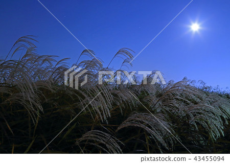 Mid-autumn Meitsuki and Suki Mid-autumn Meitsuki and Suki 43455094