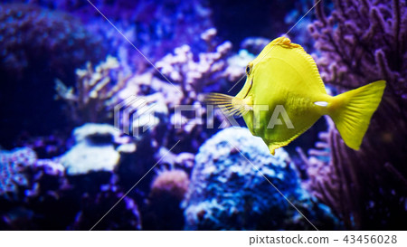 Image of zebrasoma yellow tang fish in aquarium Image of zebrasoma yellow tang fish in aquarium 43456028