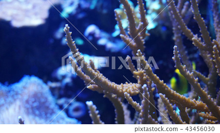Underwater world of Sea, seaweed and corals Underwater world of Sea, seaweed and corals 43456030