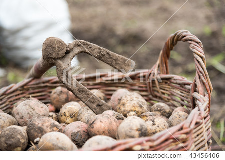 The wicker basket is filled with freshly dug potatoes, close up. On basket there is hoe - hand tools The wicker basket is filled with freshly dug potatoes, close up. On basket there is hoe - hand tools 43456406