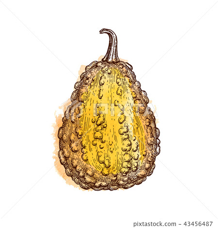 Ink sketch of gourd Ink sketch of gourd 43456487