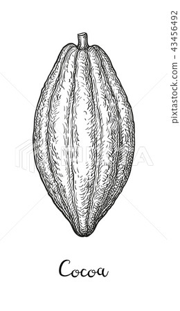 Cocoa ink sketch. 43456492