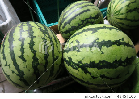 A watermelon 43457109