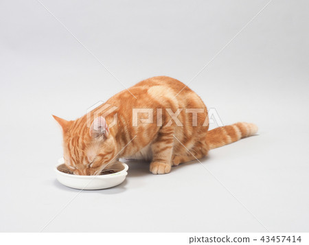 Little cat eating food 43457414