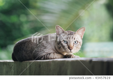 Cat on the house wall looking at camera 43457619