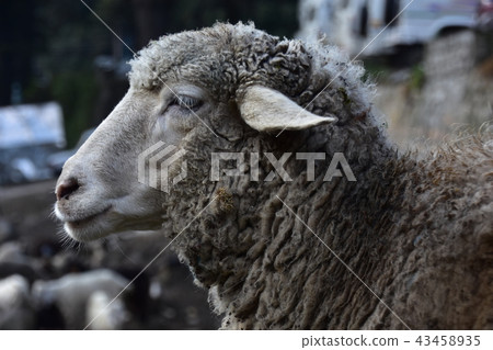 喜馬拉雅山市印度Manali都市風景和綿羊牧群綿羊側視圖和外形 43458935