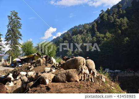 Himalayan mountain city of India Manali sheep flock 43458985