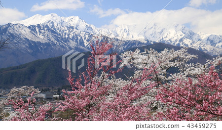 Cherry trees in the Northern Alps and Shinano Omachi Omachi Citizen's Forest Cherry trees in the Northern Alps and Shinano Omachi Omachi Citizen's Forest 43459275