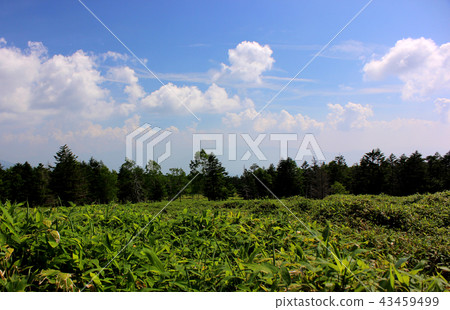 在Kita Yatsugatake索道周圍散步的夏日風景(3) 在Kita Yatsugatake索道周圍散步的夏日風景(3) 43459499