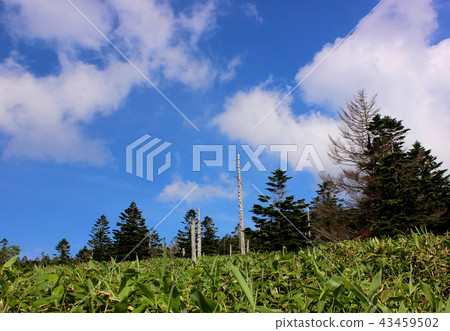 在Kita Yatsugatake索道周圍散步的夏日風景(4) 在Kita Yatsugatake索道周圍散步的夏日風景(4) 43459502