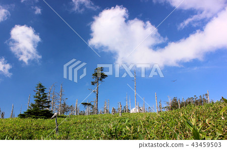 在Kita Yatsugatake索道周圍散步的夏日風景(5) 在Kita Yatsugatake索道周圍散步的夏日風景(5) 43459503