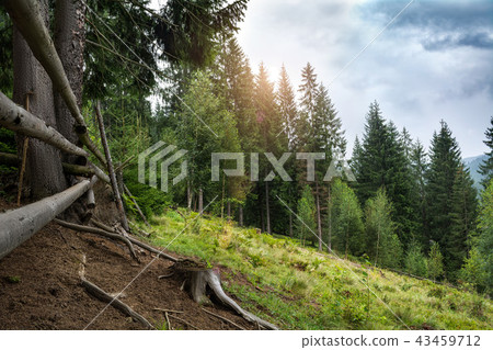 Sunset in the forest. Mountain landscape before the rain. 43459712