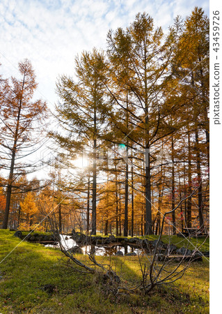 Larch forest and back light Autumn material Toyama Prefecture Toyama Arimine Larch forest and back light Autumn material Toyama Prefecture Toyama Arimine 43459726