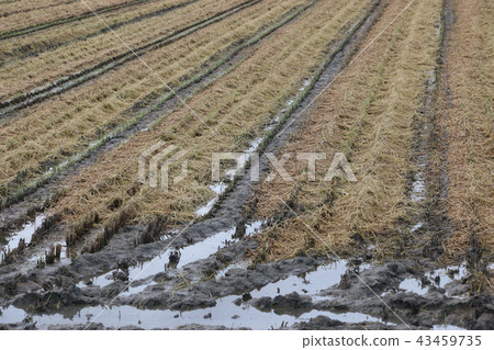 The second day of rice harvesting 43459735