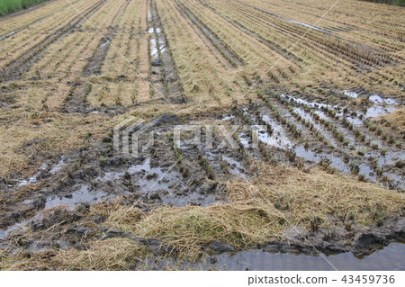 The second day of rice harvesting The second day of rice harvesting 43459736