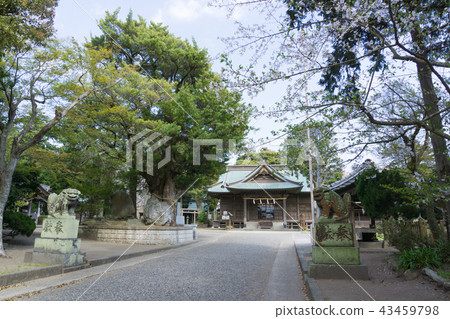[千葉縣] Tsurutani八幡宮 43459798