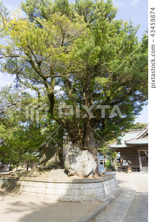 [千葉縣] Tsurutani八幡宮 43459874