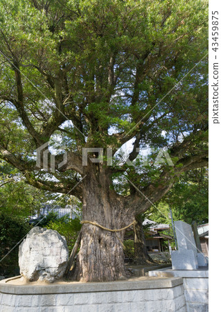 [千葉縣] Tsurutani八幡宮 43459875