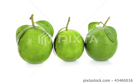 lime citrus fruit (lime cut) isolated on white lime citrus fruit (lime cut) isolated on white 43460016
