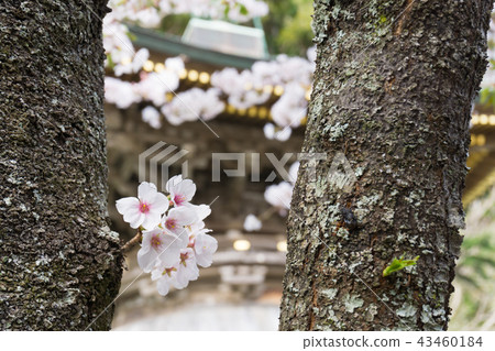[Chiba Prefecture] Nakoji Temple 43460184
