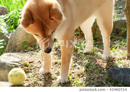 Ball play 43460554