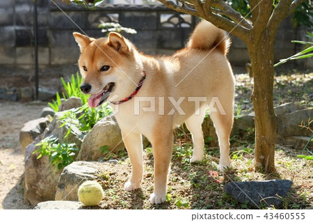 Shiba Inu in the Garden 43460555