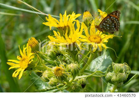 Ezooguruma flower and butterfly [notsuke peninsula] 43460570