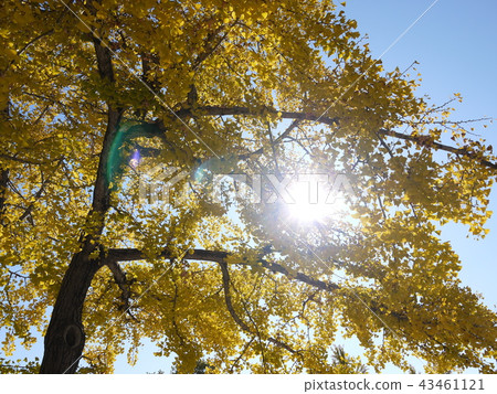 Ginkgo sunbeams Ginkgo sunbeams 43461121