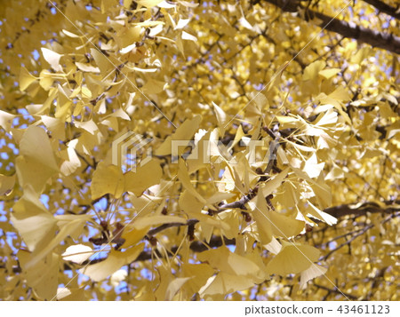 Ginkgo in Meijo Park 43461123