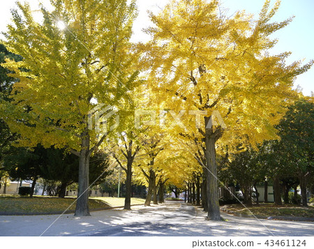 Ginkgo Tree in Meijo Park Ginkgo Tree in Meijo Park 43461124