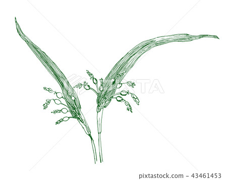 Hatomugi Line drawing Green Coix lacryma-jobi var.Ma-yuen 43461453