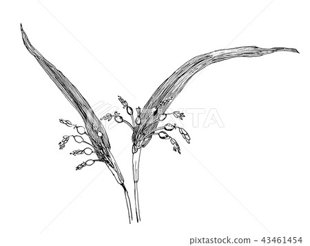 Hatomugi Line drawing Coix lacryma-jobi var.Ma-yuen 43461454