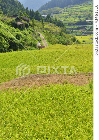 [愛知新城市]四谷的千枚田 43461516