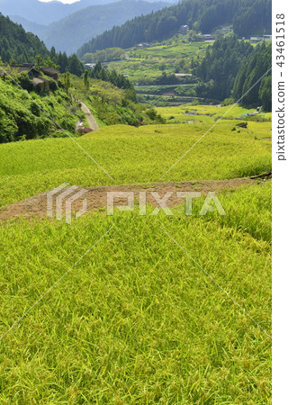[愛知新城市]四谷的千枚田 43461518