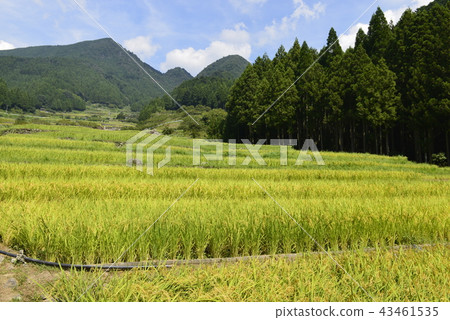 [Aichi Shinshiro-shi] Senmaida of Yotsuya 43461535