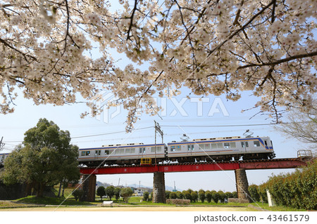 Sakura and Nankai Train 43461579