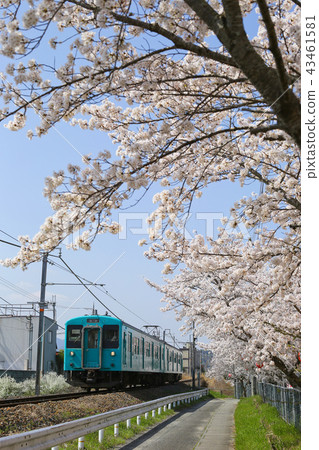 櫻花和和歌山線 櫻花和和歌山線 43461581
