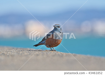 在琵琶湖的紅眼睛的綠色珩科鳥 43461852