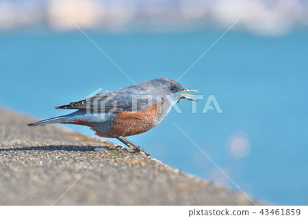 Red-eyed green plover in Lake Biwa 43461859