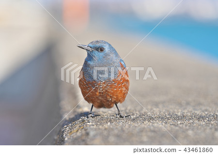 Red-eyed green plover in Lake Biwa 43461860