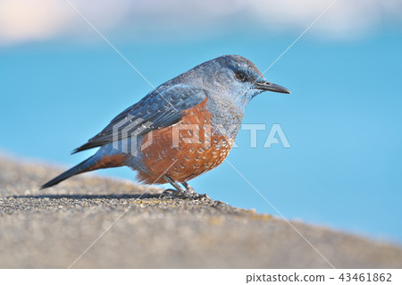 Red-eyed green plover in Lake Biwa 43461862
