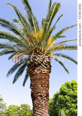 Canary palm of Suma rikyu park 43461988