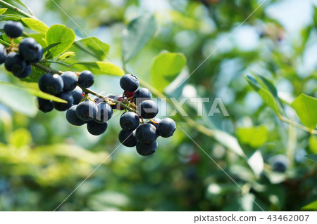 藍莓採摘 43462007