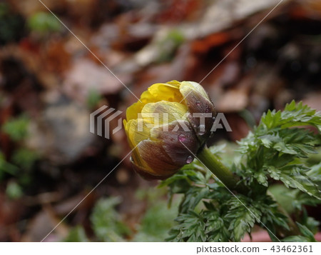 雨後 雨後 43462361