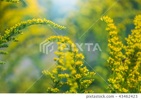 Beautiful yellow goldenrod flowers and bee. Beautiful yellow goldenrod flowers and bee. 43462423