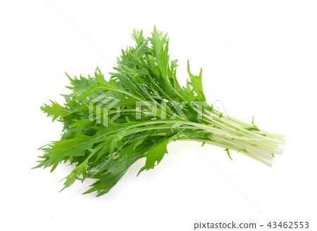 Mizuna lettuce, Japanese Mustard on white Mizuna lettuce, Japanese Mustard on white 43462553