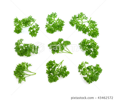 parsley isolated on white background 43462572
